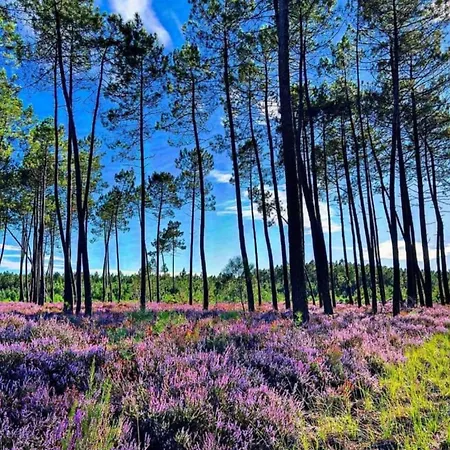 Hébergement de vacances La Grange Sous Les Pins Landais Pissos